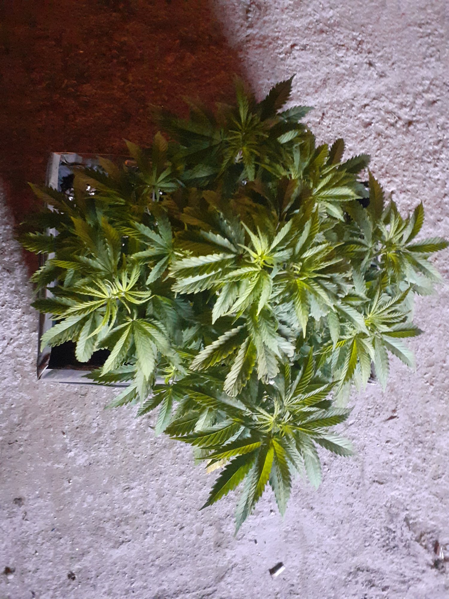 Help what deficiency is this 5