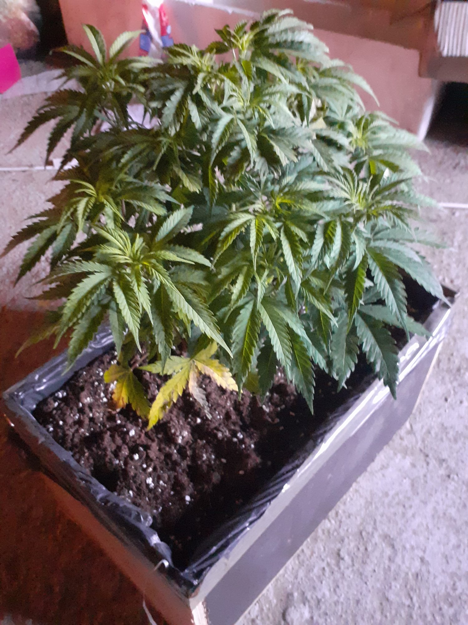 Help what deficiency is this 7