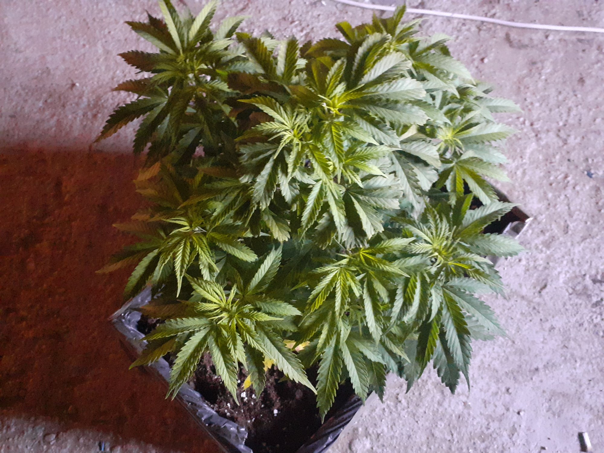 Help what deficiency is this 8
