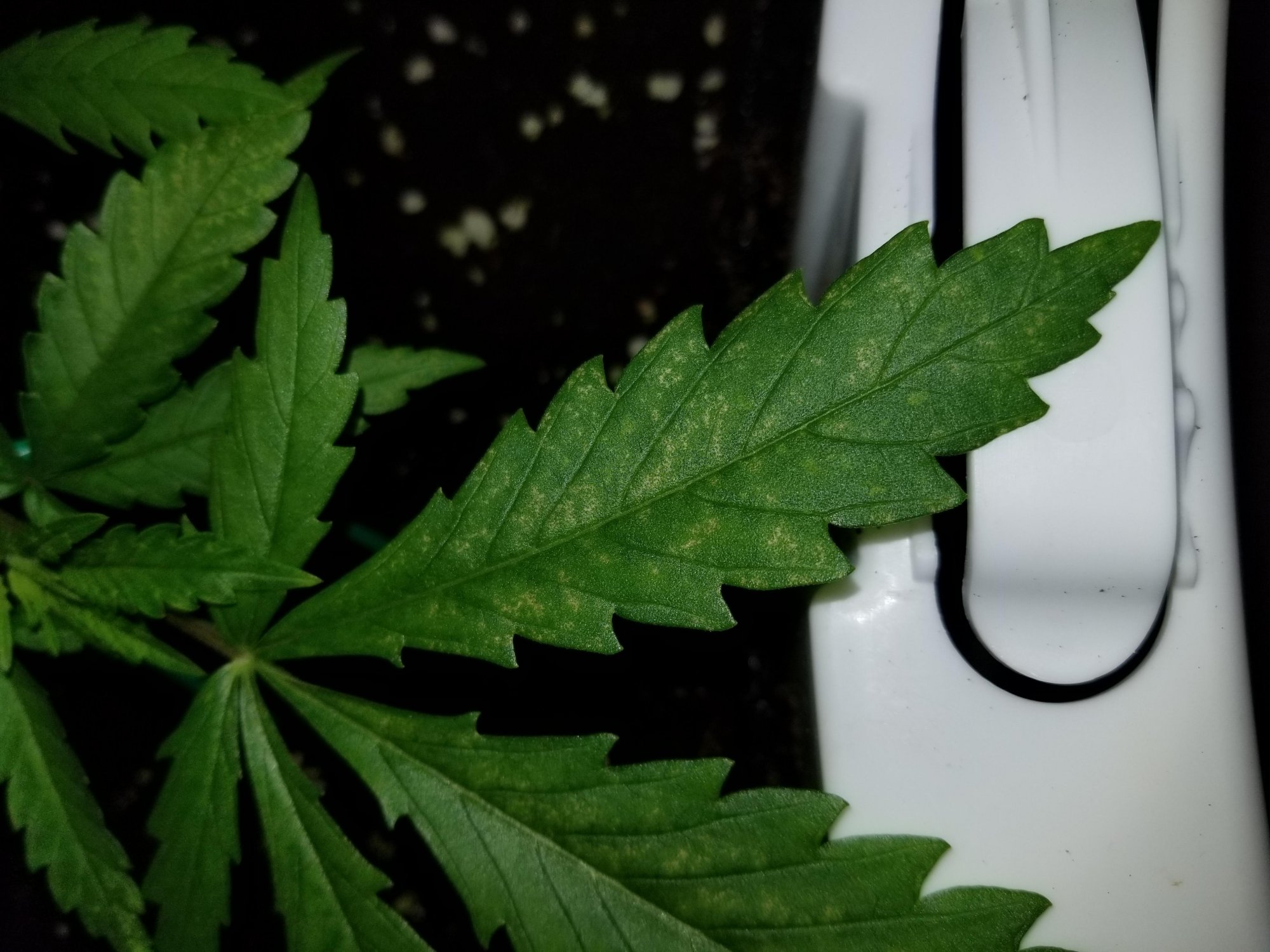 Help  what is going on with these plants 3