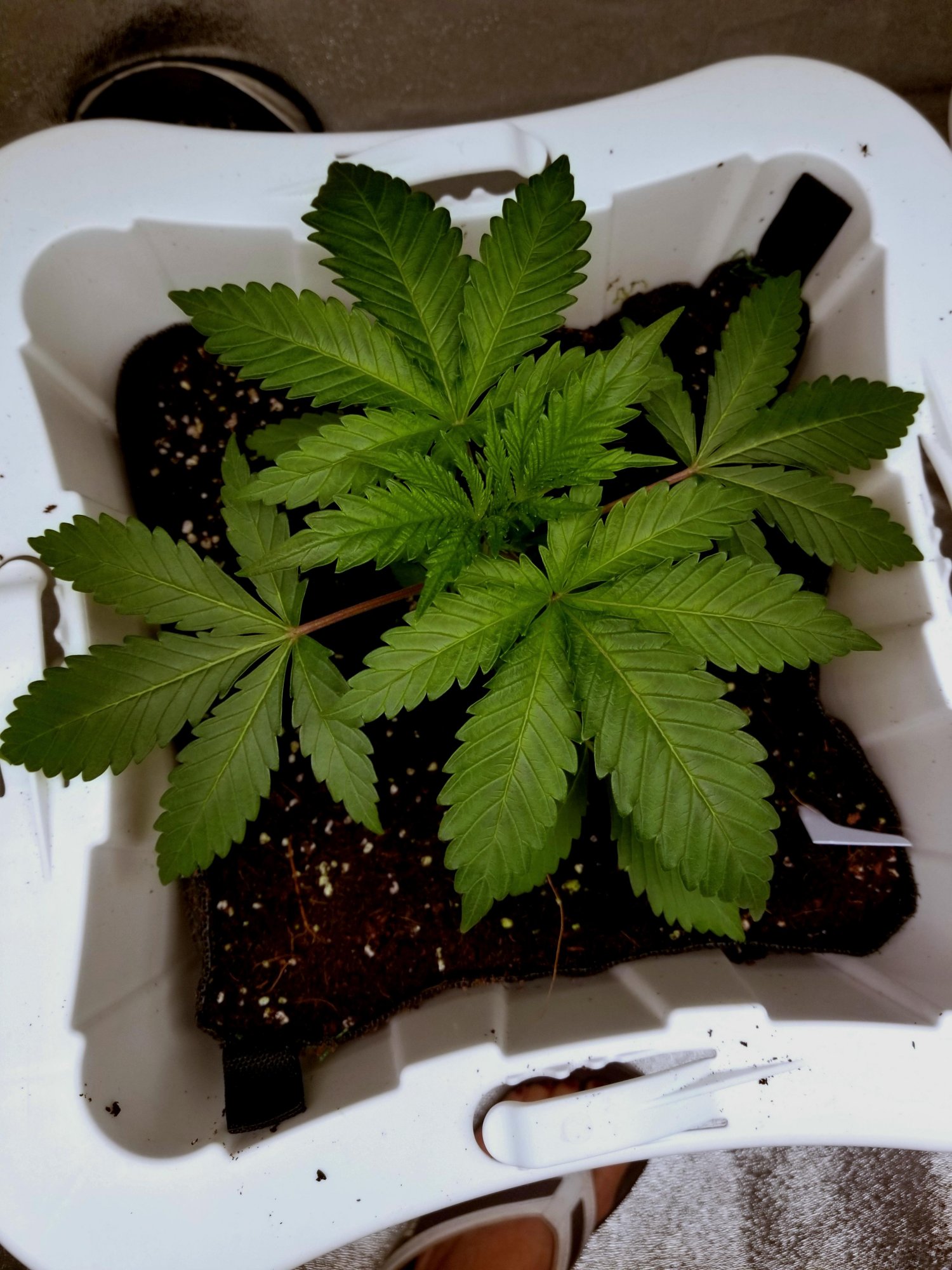 Help  what is going on with these plants 4