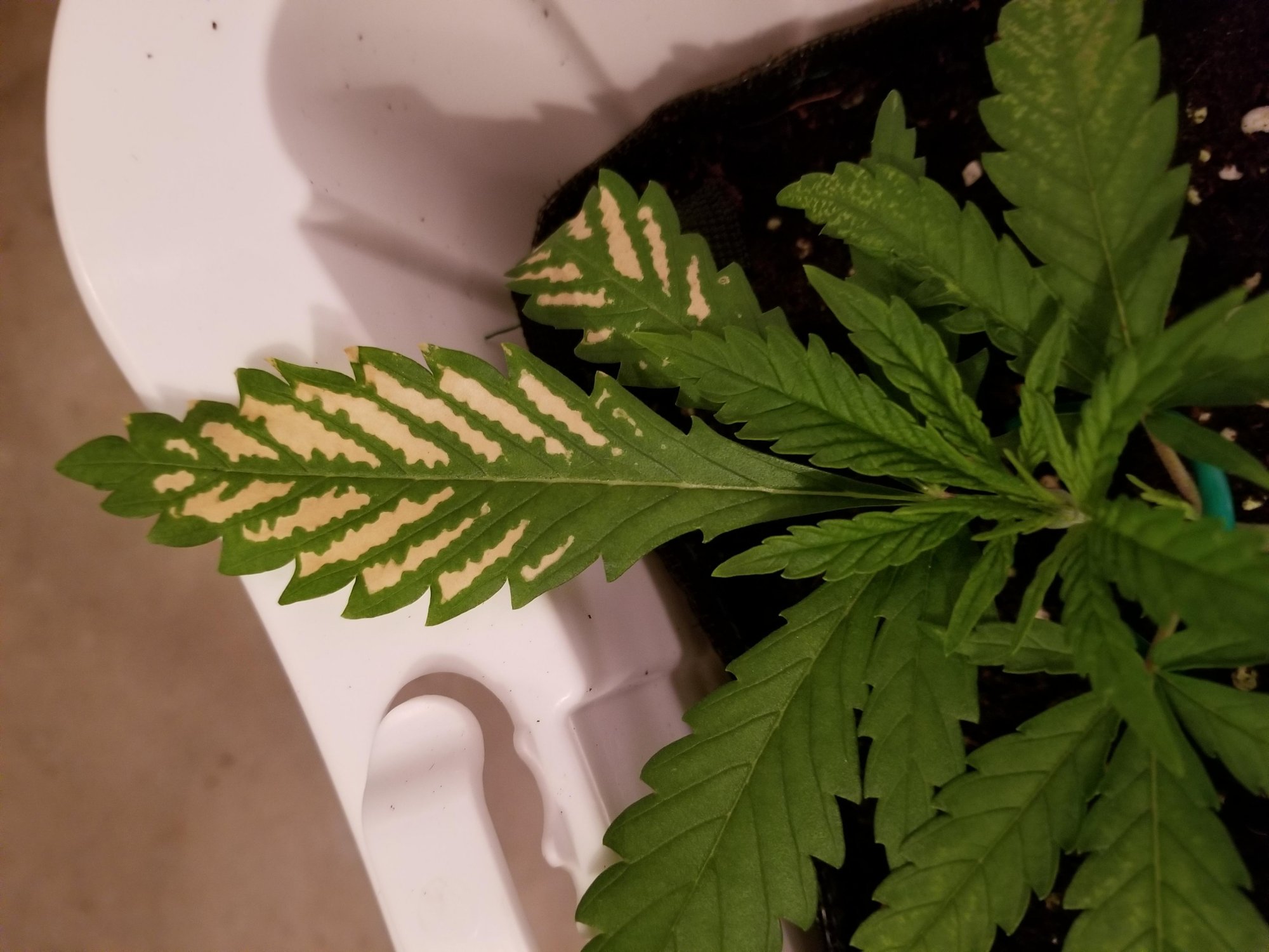 Help  what is going on with these plants