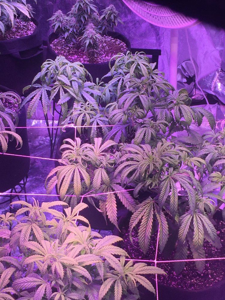 Help what is wrong with my girls 2