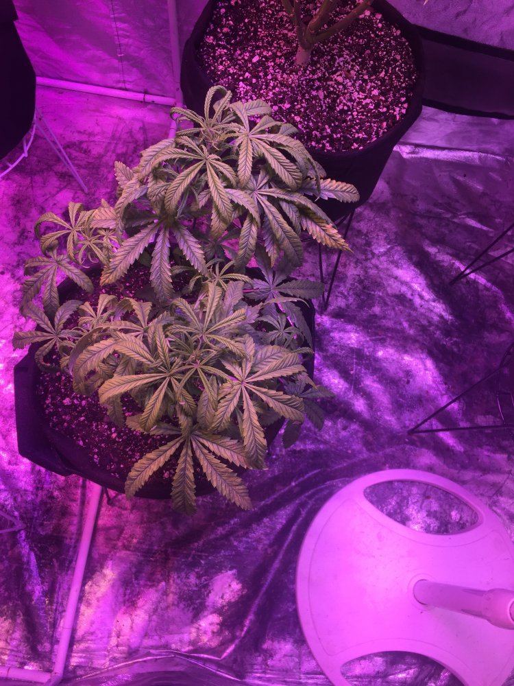 Help what is wrong with my girls 3