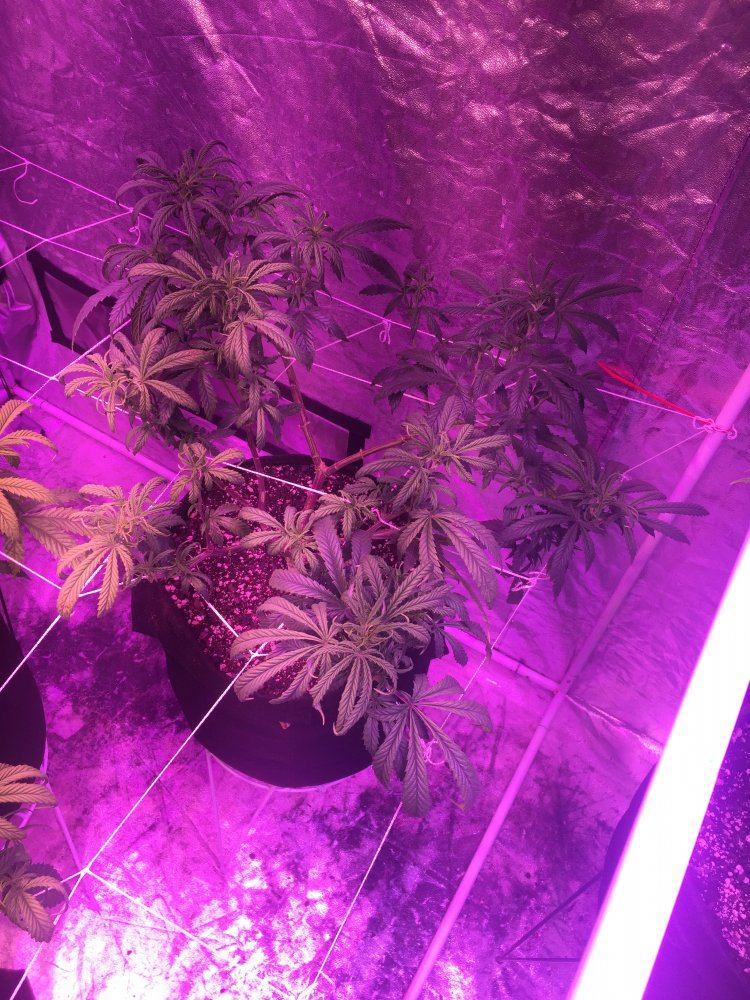 Help what is wrong with my girls 5