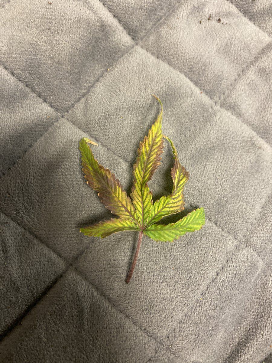 Help whats this deficiency