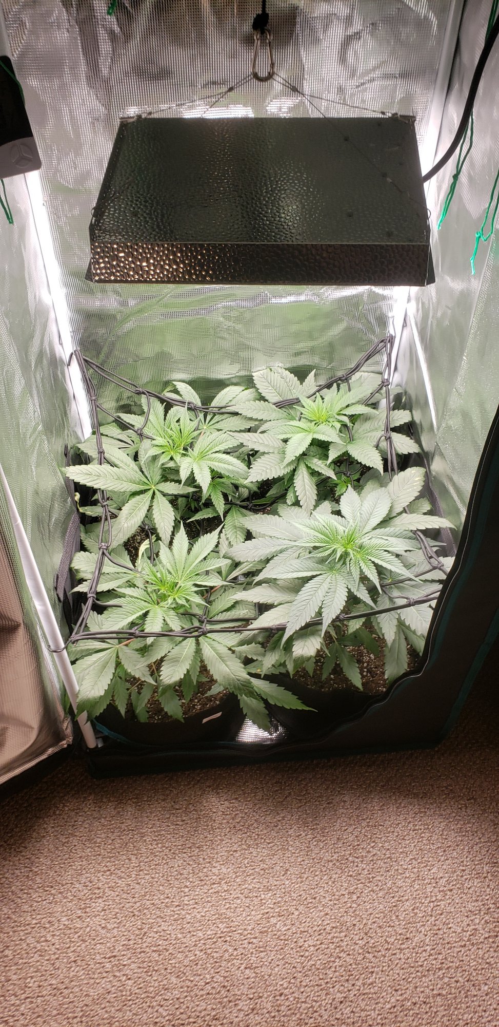 Help when should i swap to flowering