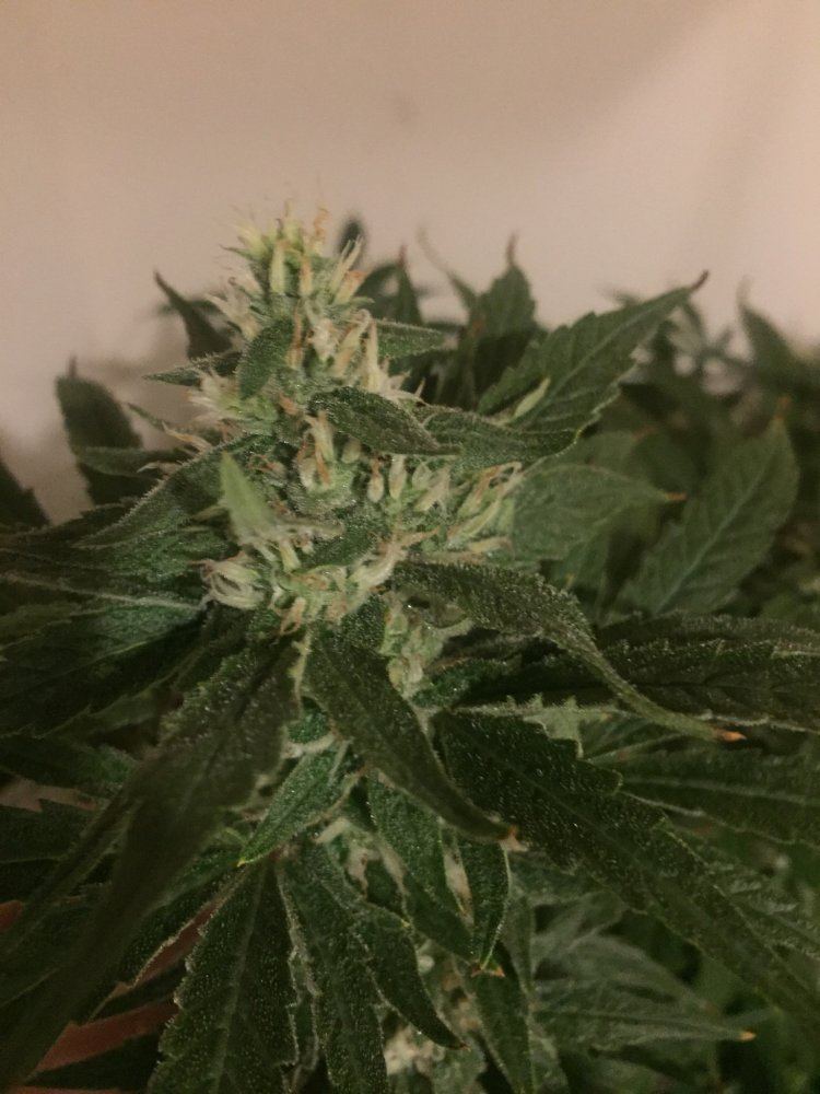 Help white hairs turing red no buds 7