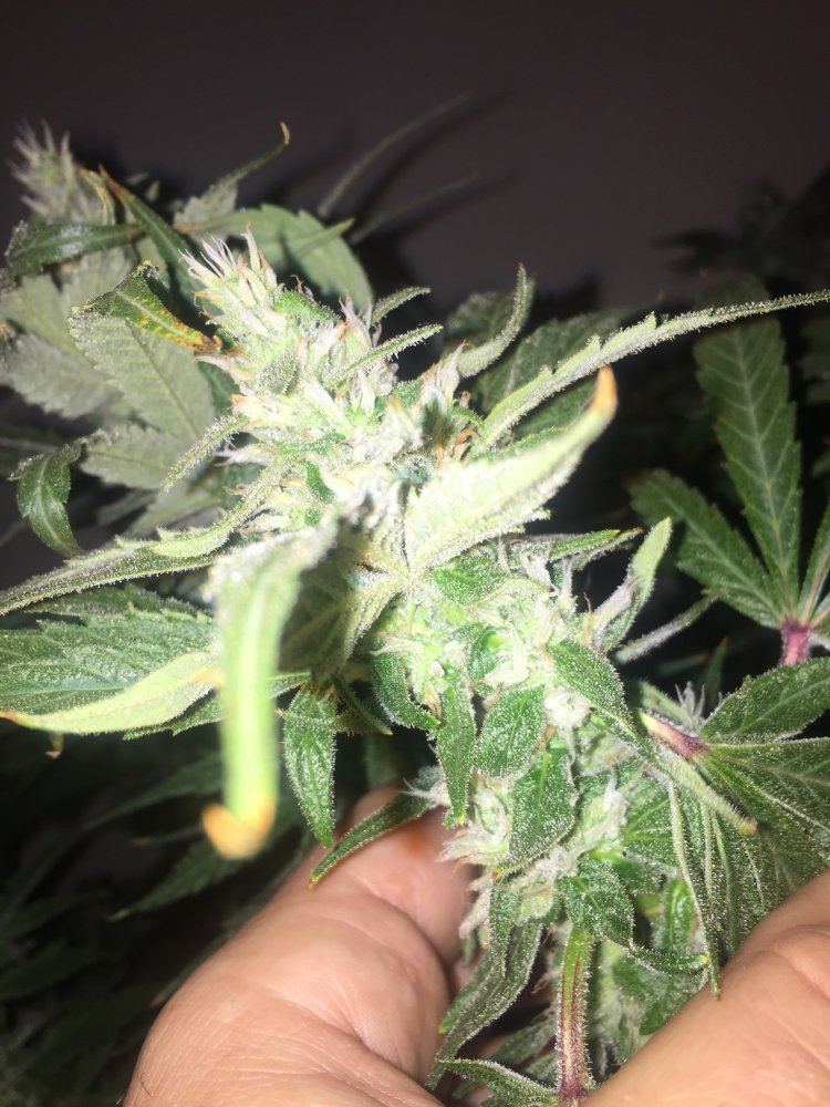 Help white hairs turing red no buds 8