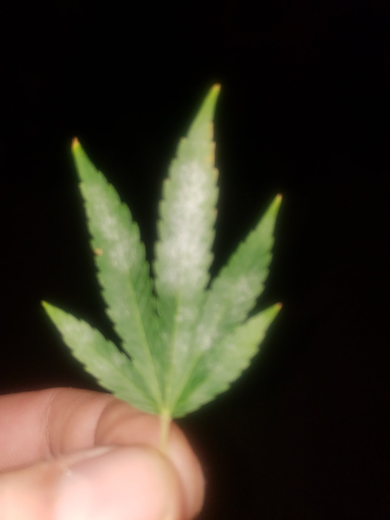 Help white pm during late flower 2