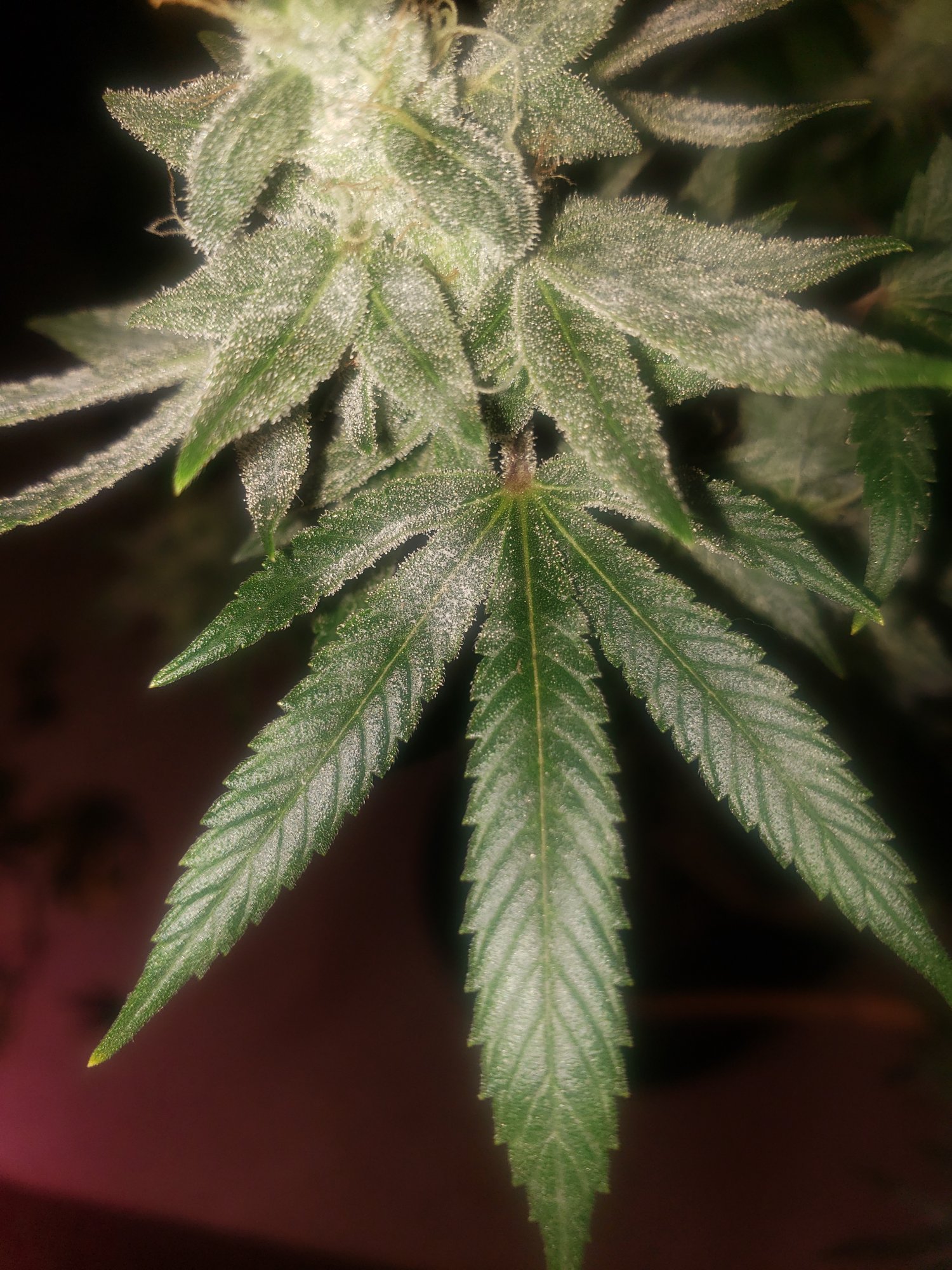 Help white pm during late flower