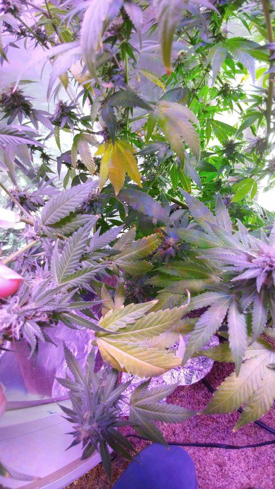 Help why are my leaves yellowing 6wks into flowering 4