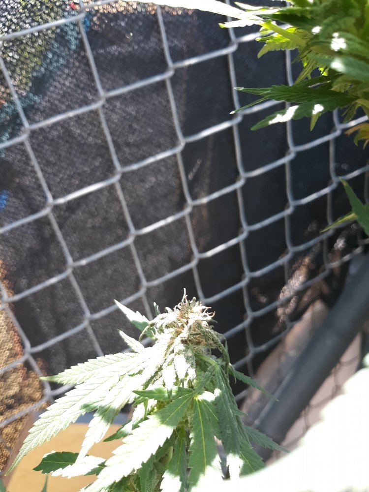 Help why are the buds like this 3