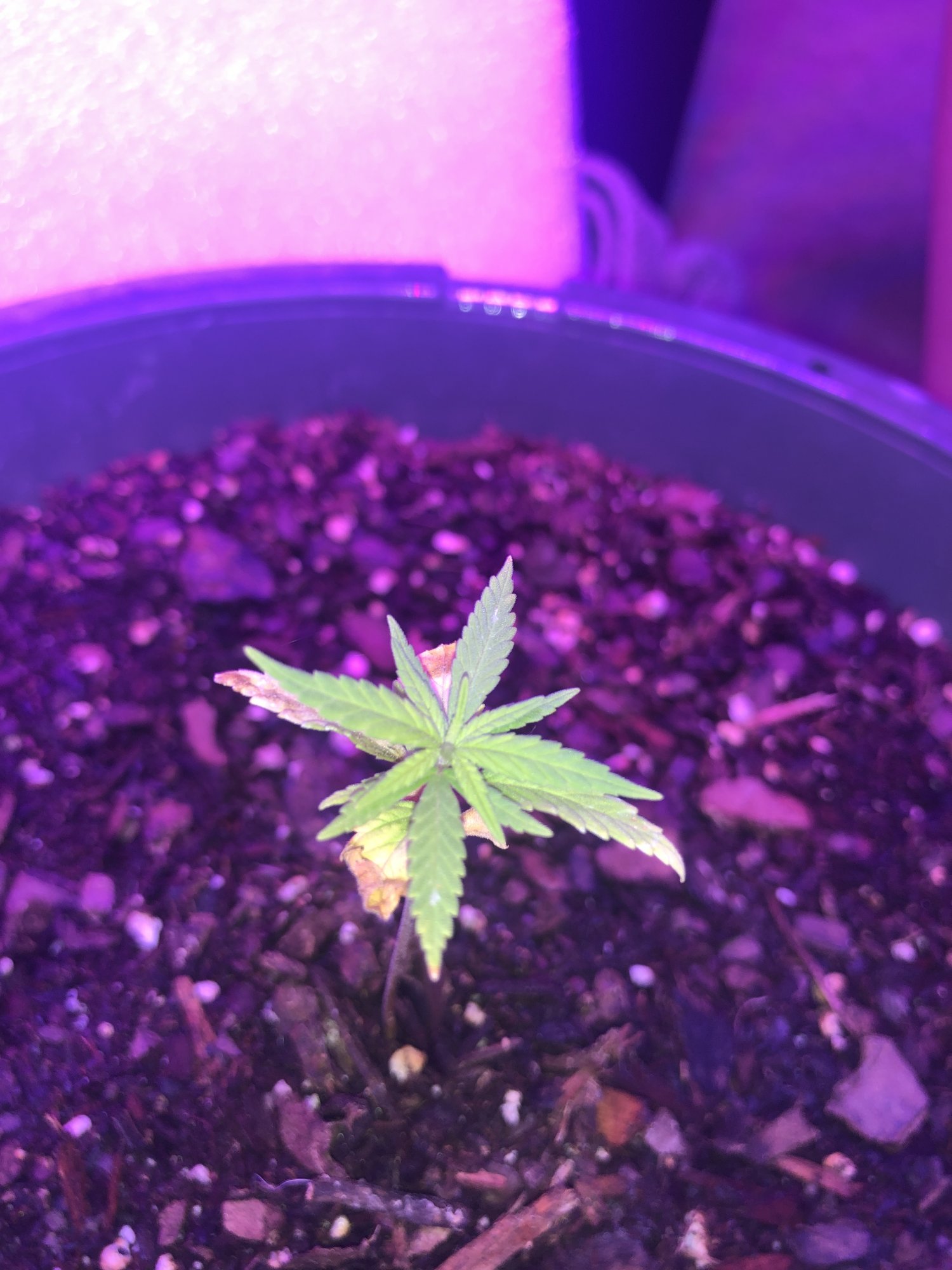 Help wilting bottom leaves slow growth 2
