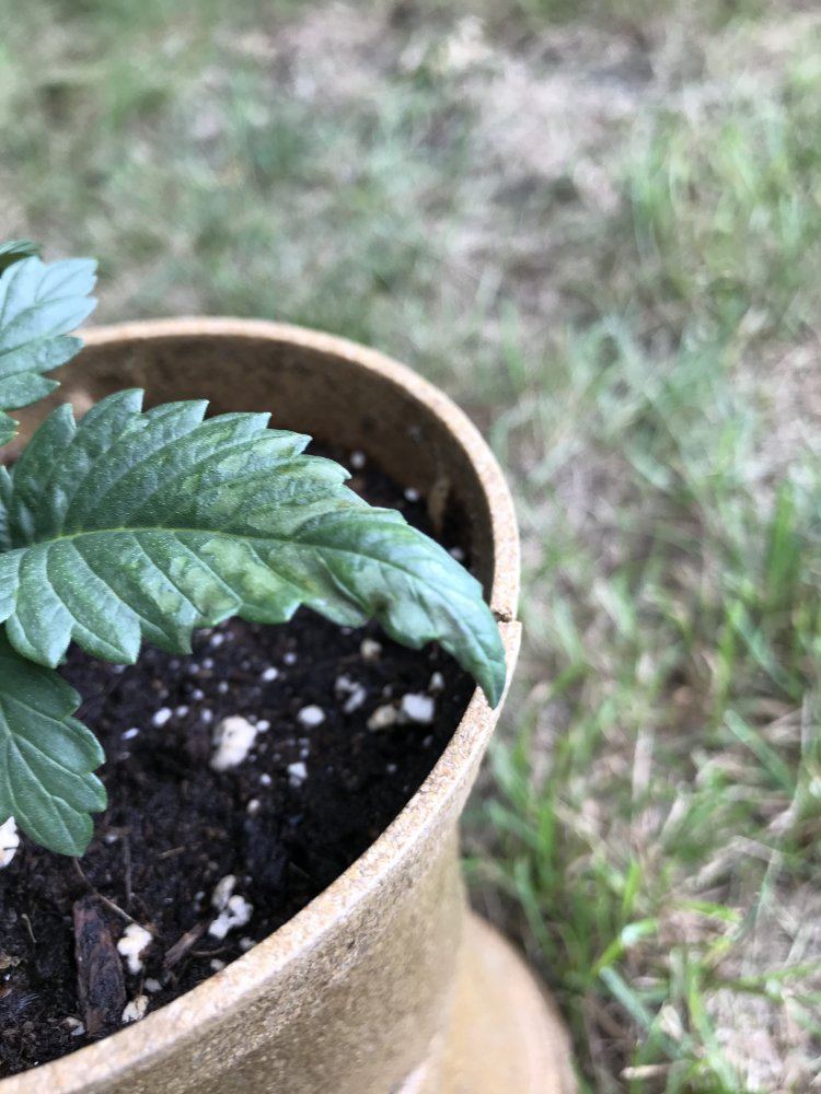 Help with 16 day old gelato plant 2