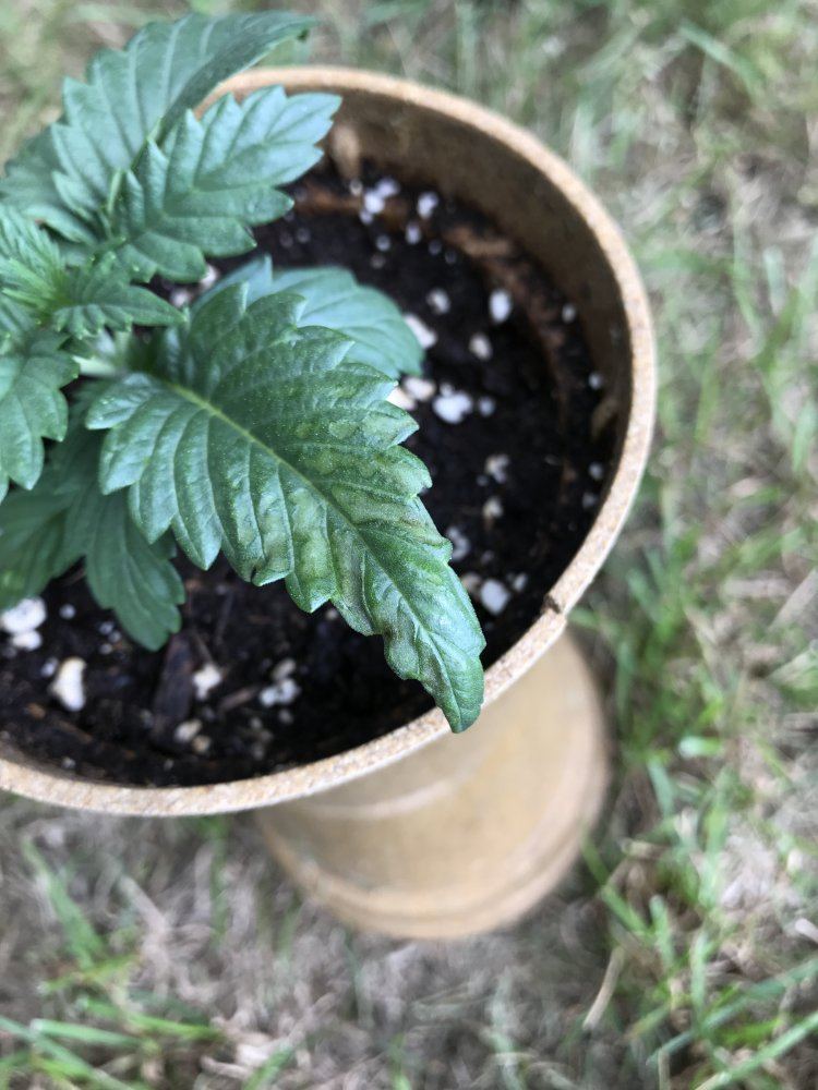 Help with 16 day old gelato plant 3