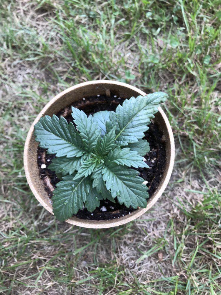 Help with 16 day old gelato plant