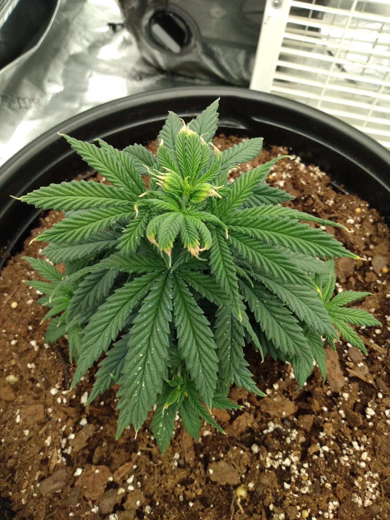 Help with 1st time grow 2
