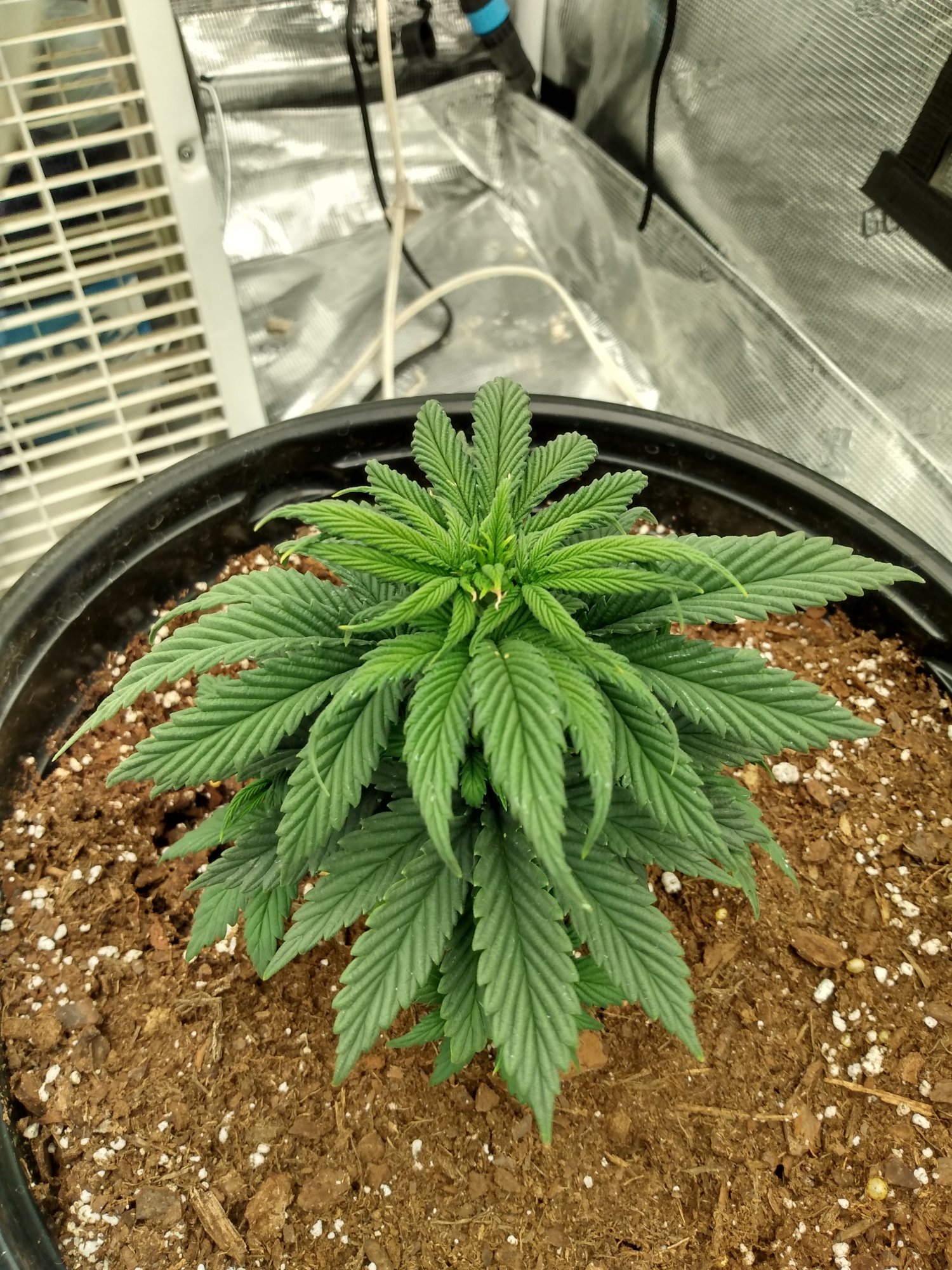 Help with 1st time grow