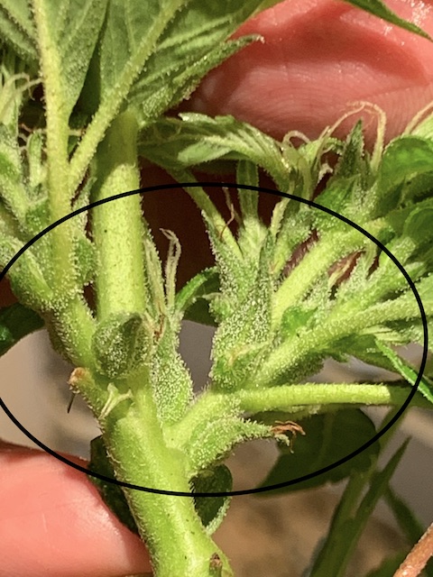 Help with a hermie please