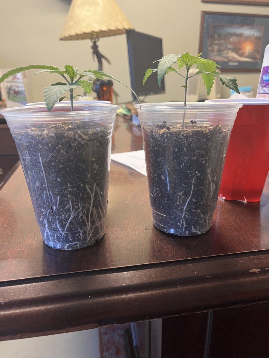 Help with a seedling issue 3