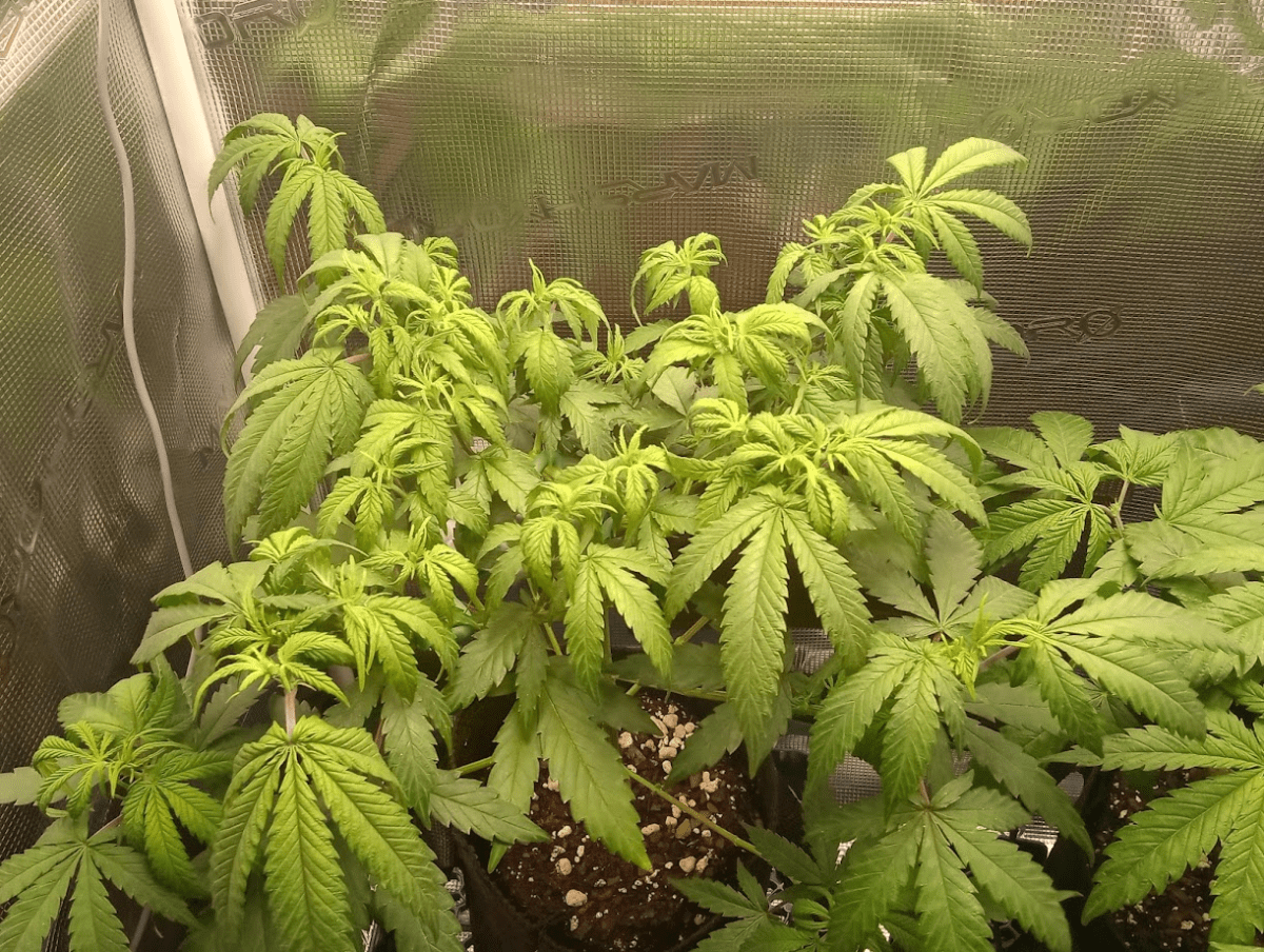 Help with a wilted one 3