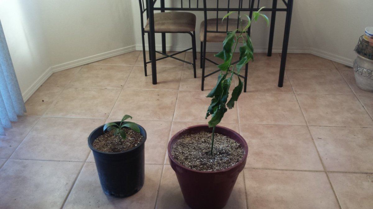 Help with avocado trees 4