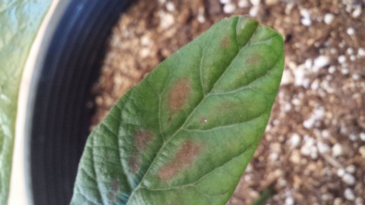 Help with avocado trees 5