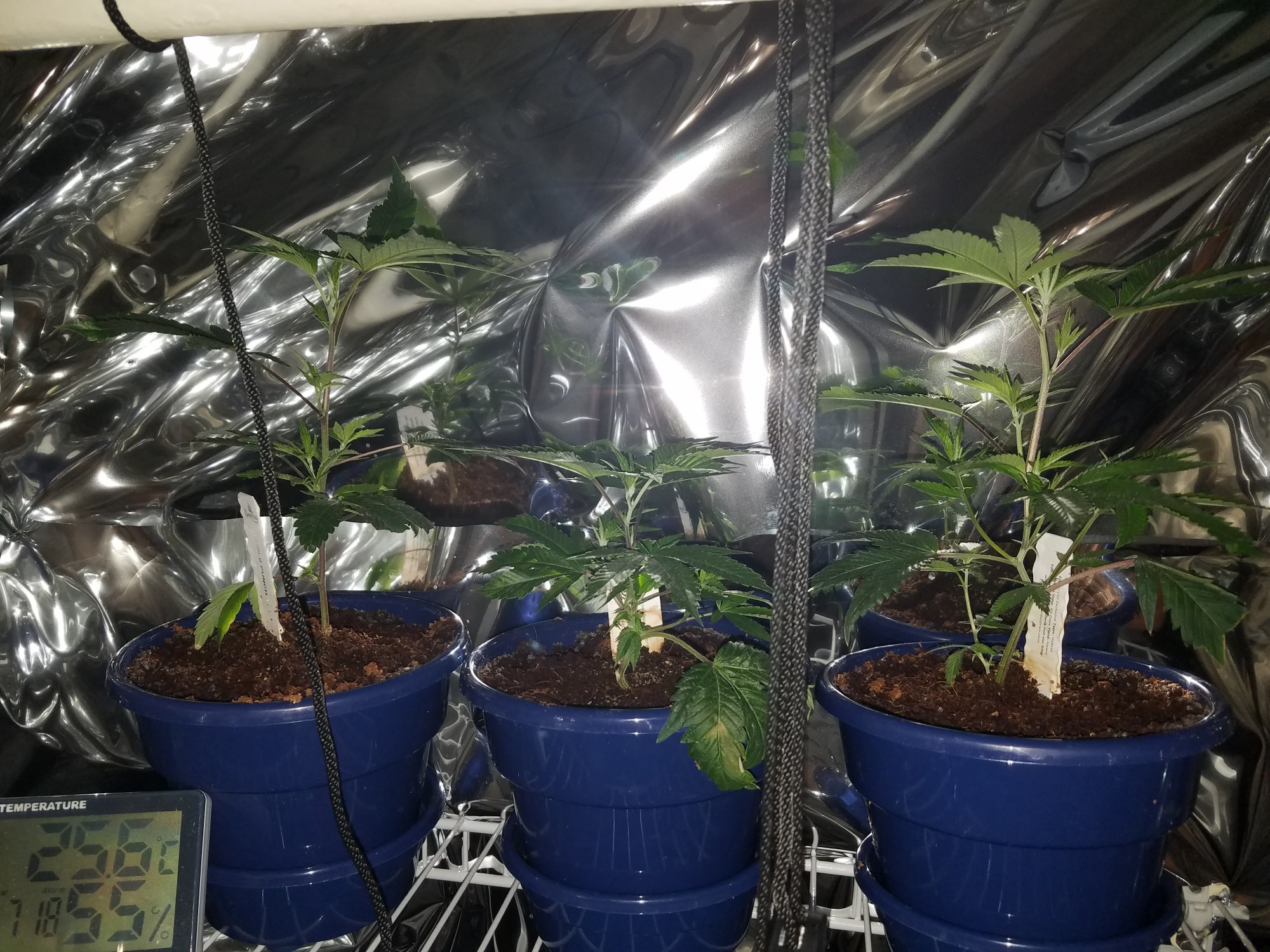 Help with baby clones 2