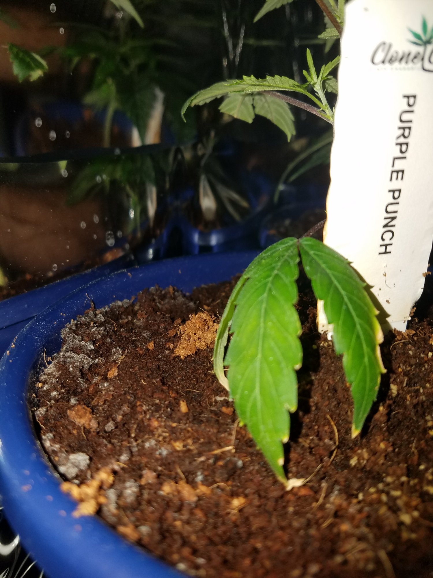 Help with baby clones 3