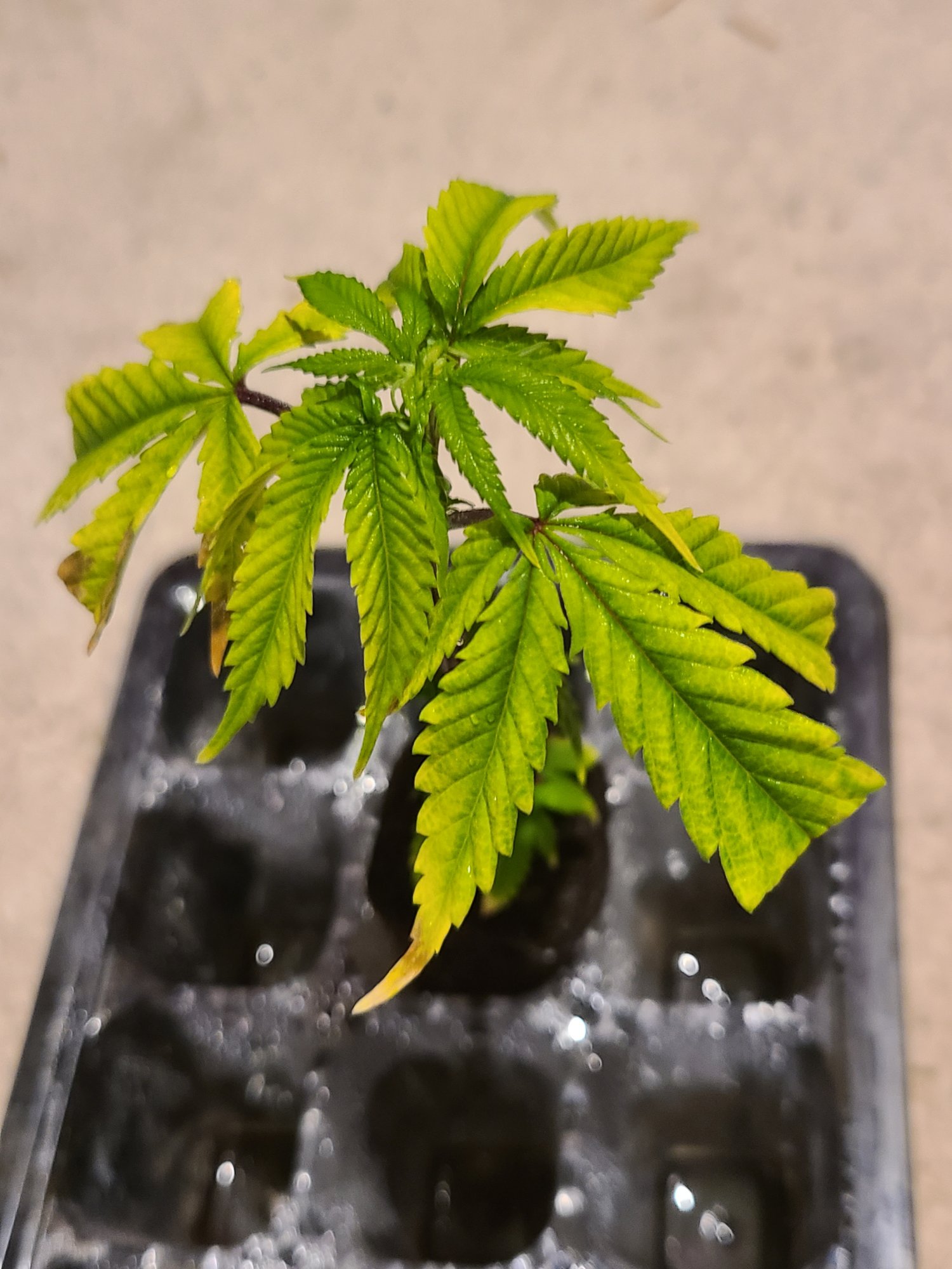 Help with clones and rooting 2