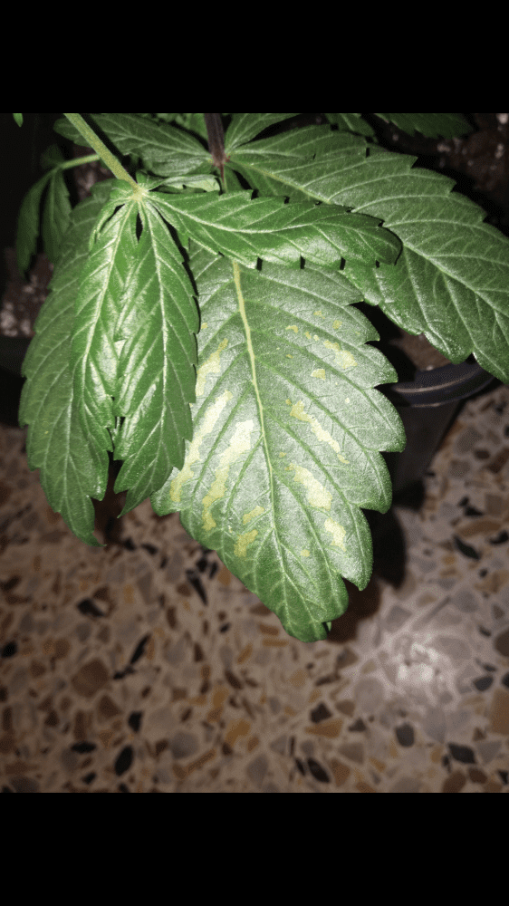 Help with deficiency 4