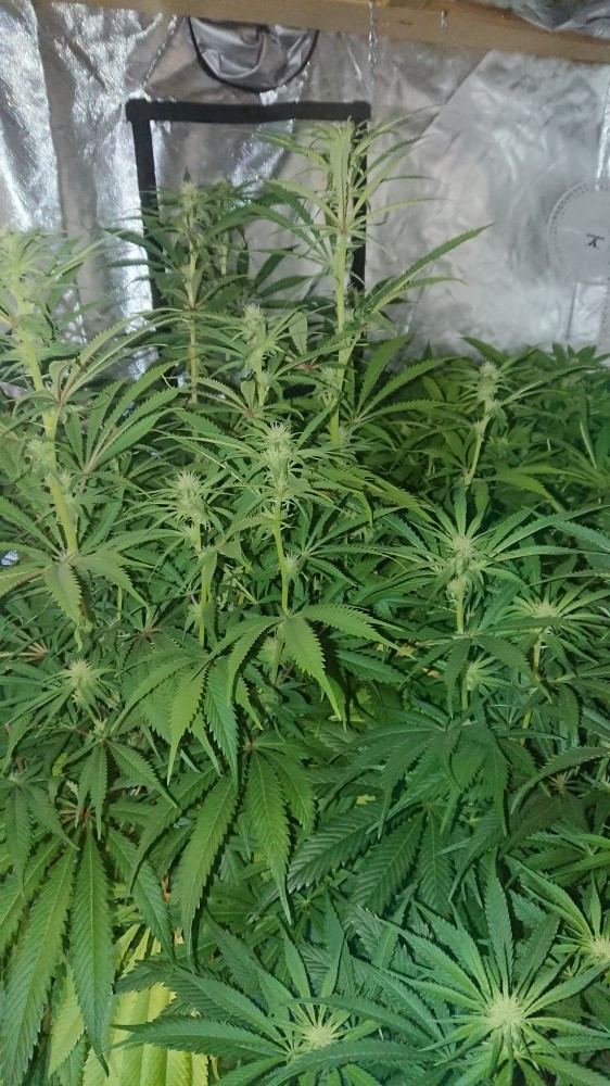 Help with deficiency please 5