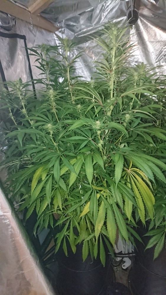 Help with deficiency please