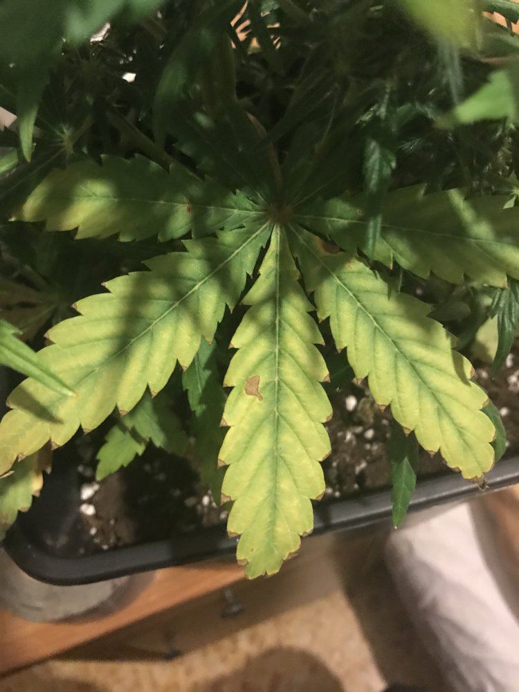Help with deficiency  problem in flower 2