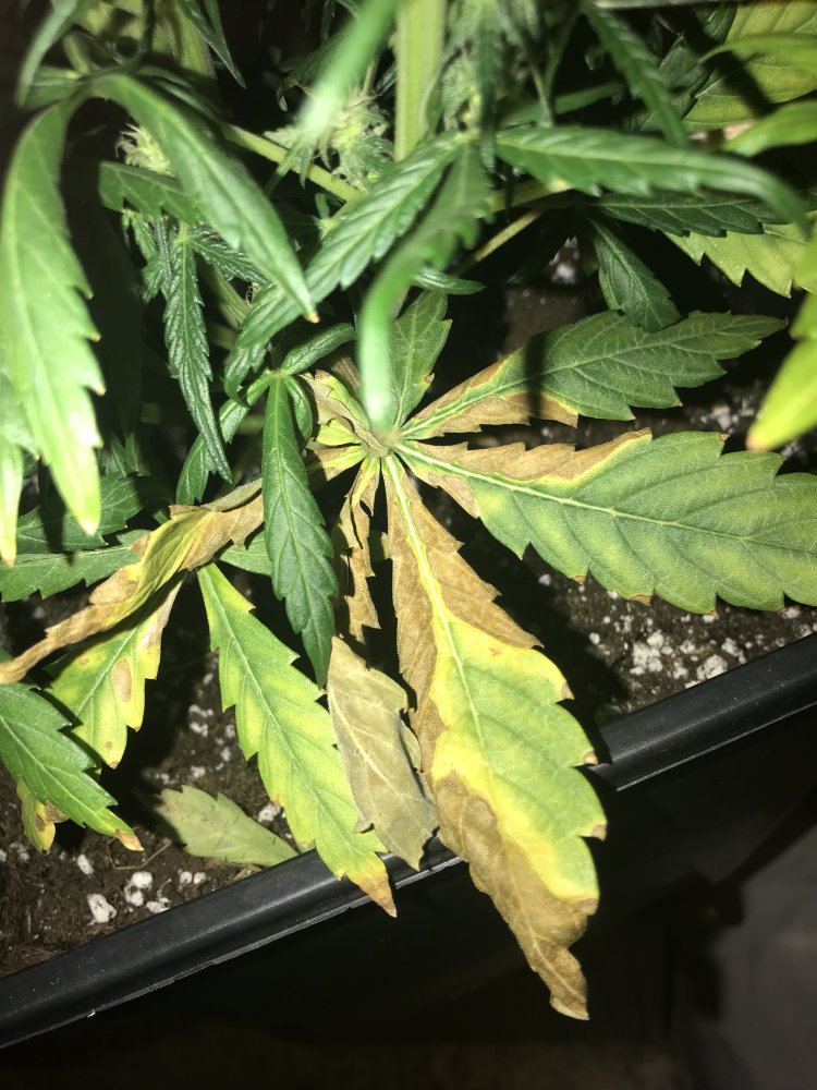 Help with deficiency  problem in flower 3