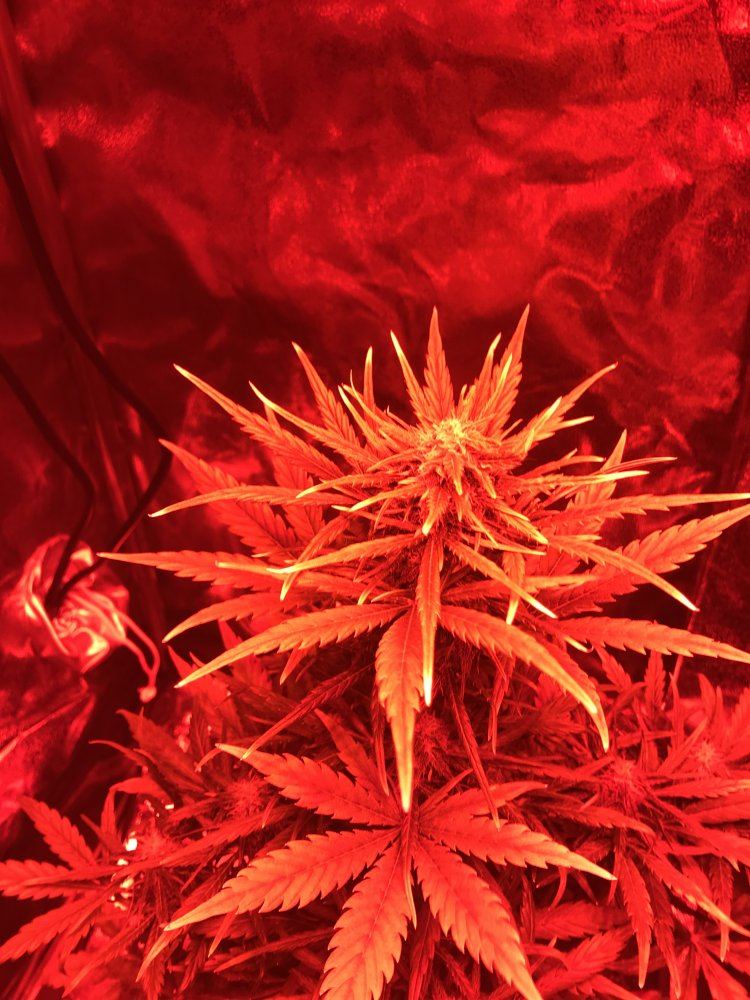 Help with deficiency  problem in flower 4