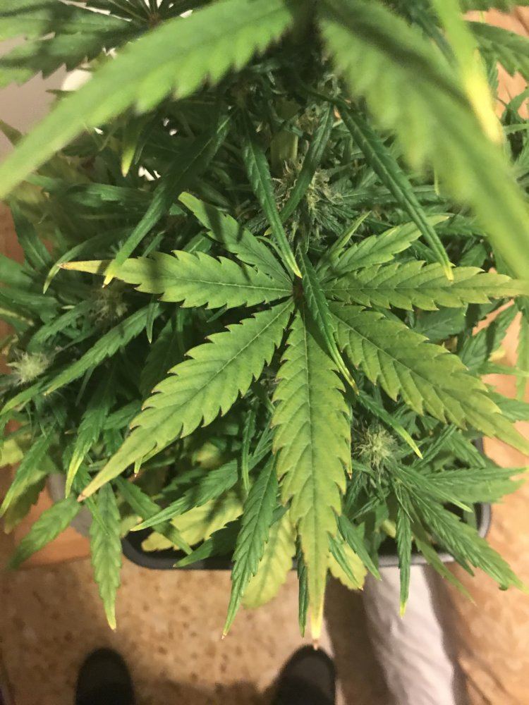 Help with deficiency  problem in flower