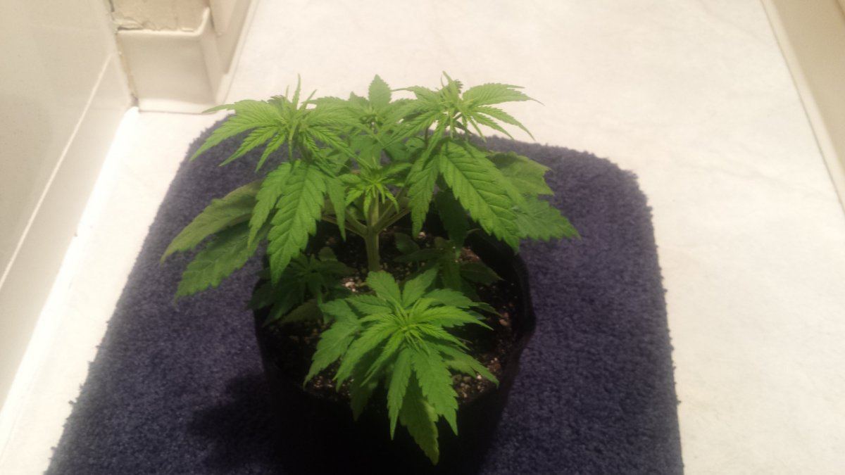 Help with deficientsick plant 3