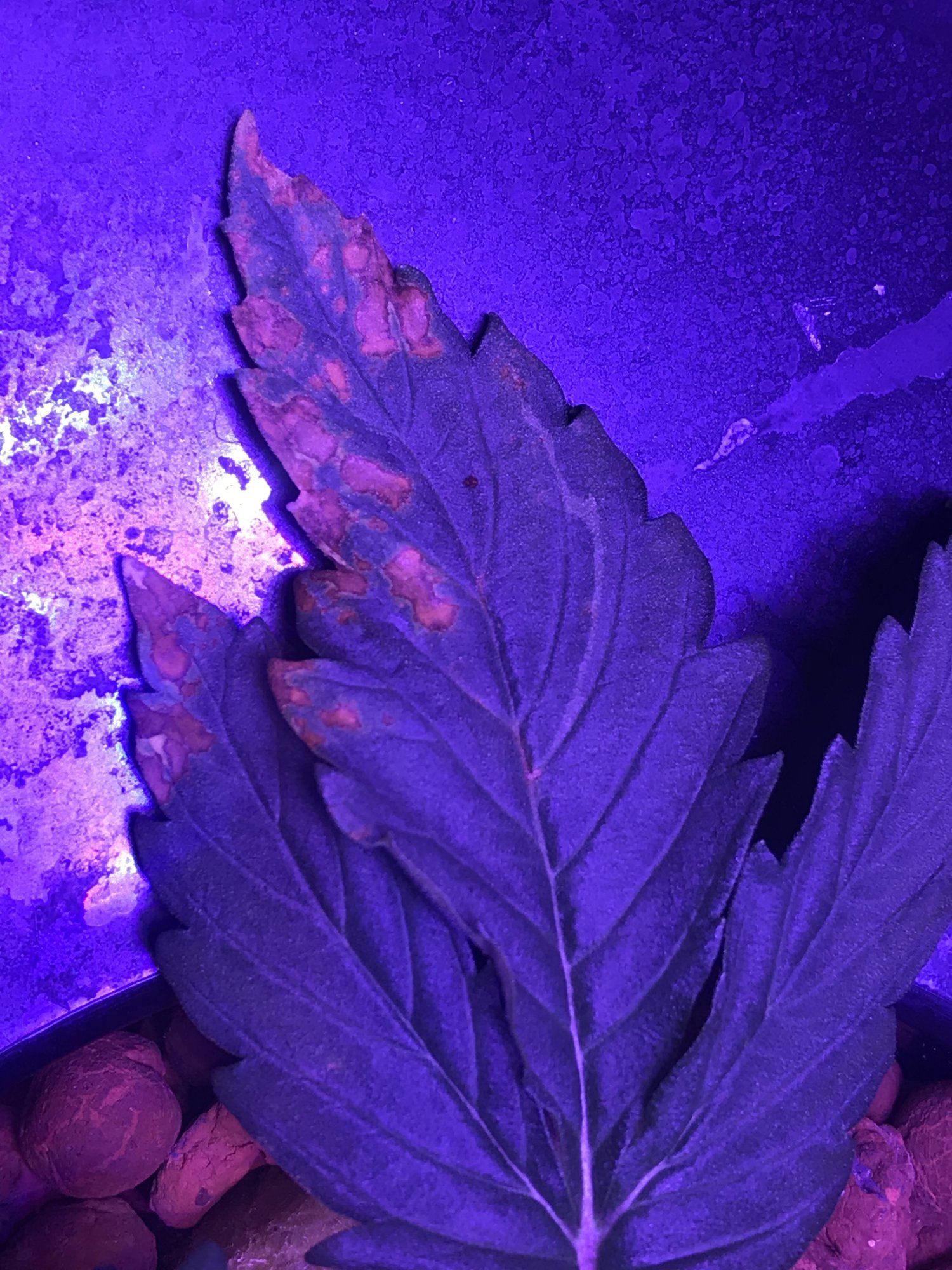 Help with diagnosis 3