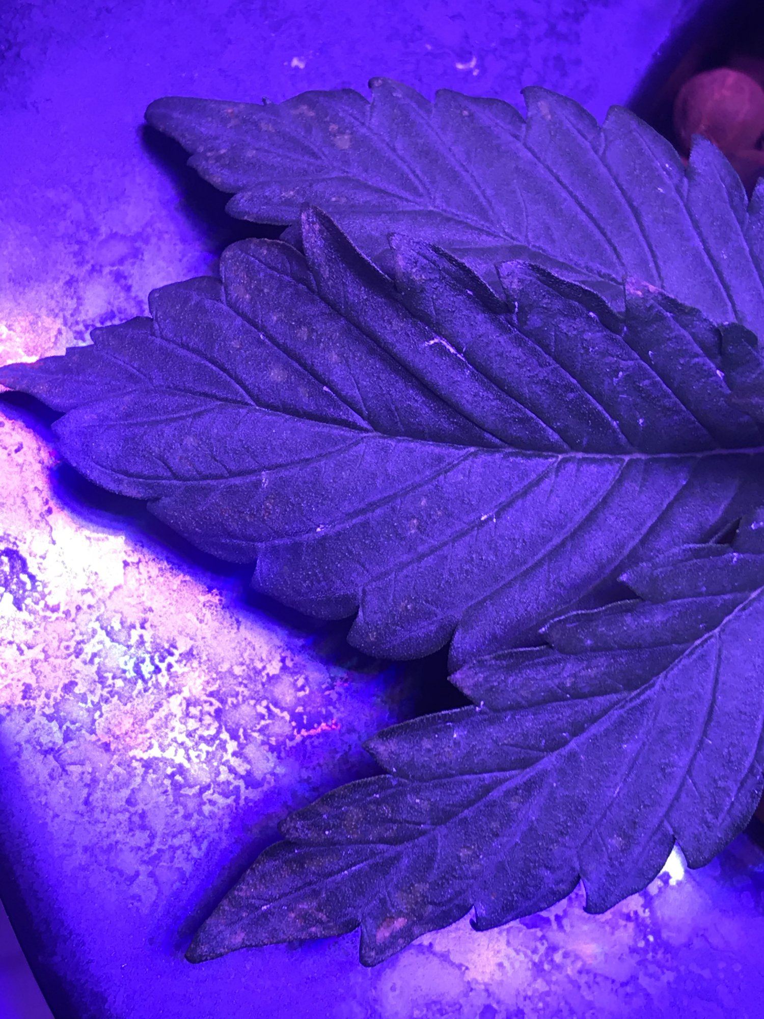 Help with diagnosis 4