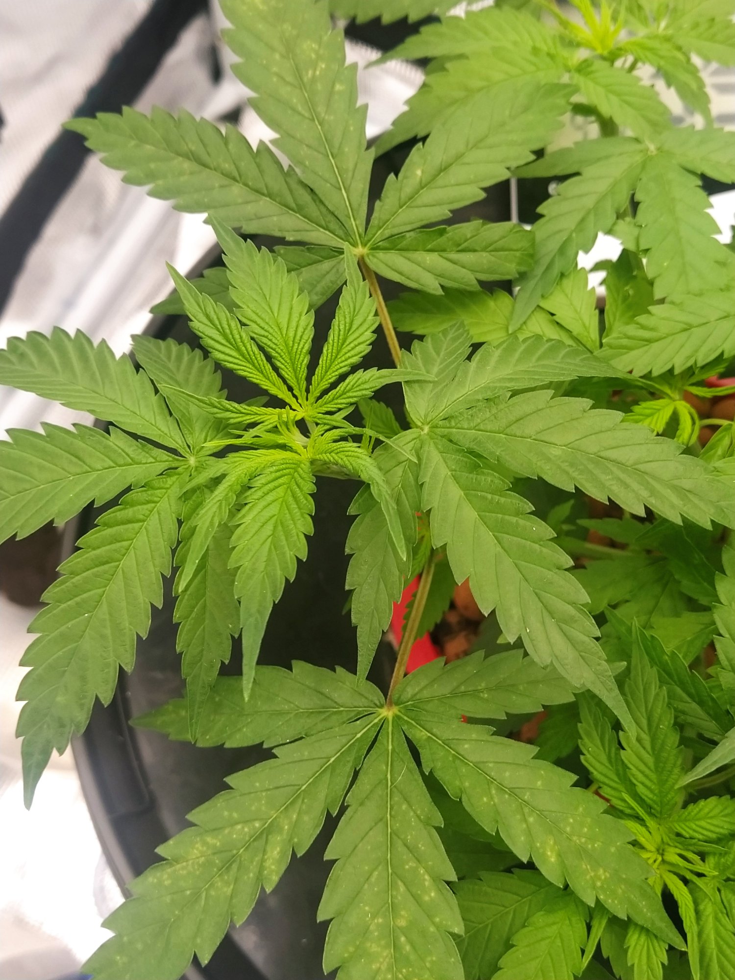Help with diagnosis please leaf spots