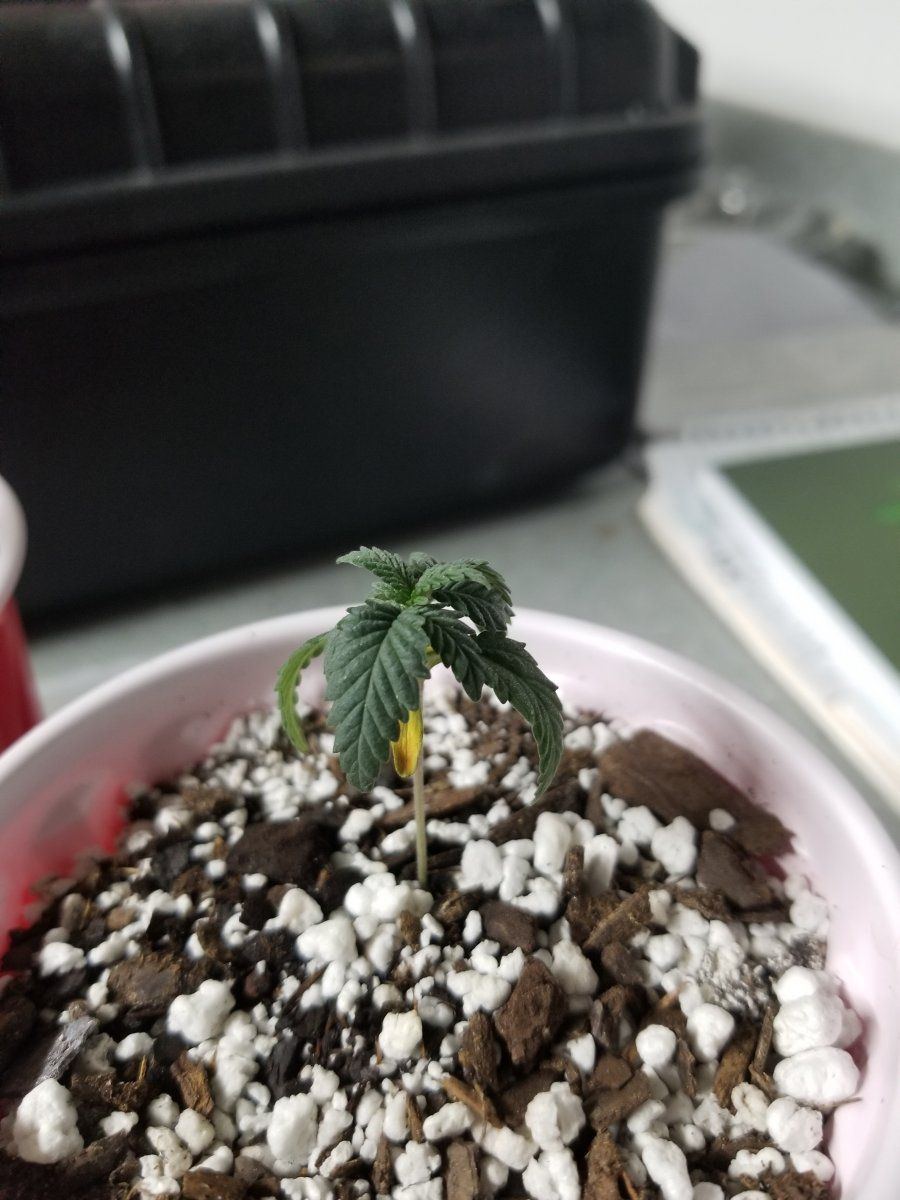 Help with droopy seedlings not sure if overwatering or lack of light 3
