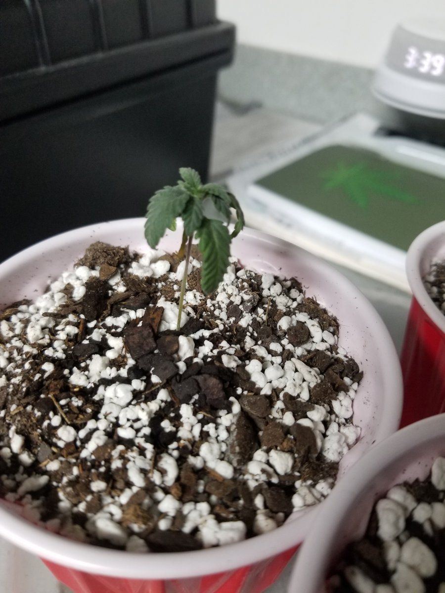 Help with droopy seedlings not sure if overwatering or lack of light 4