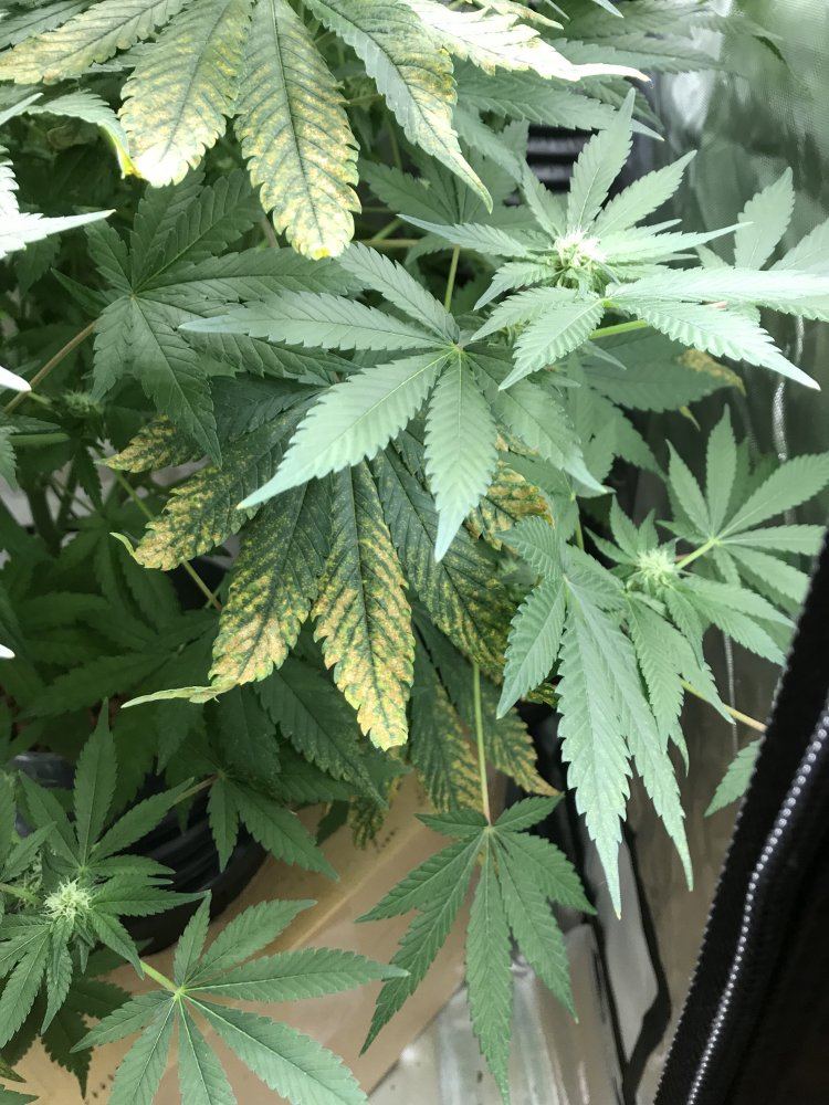 Help with first grow   discolored leaves 2