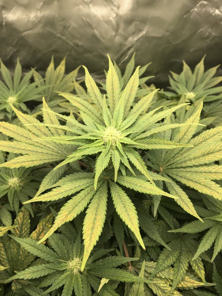 Help with first grow   discolored leaves 3