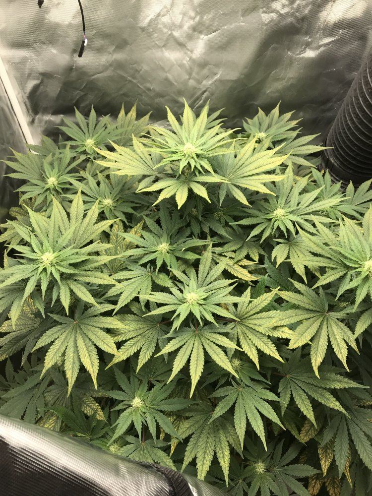 Help with first grow   discolored leaves 5