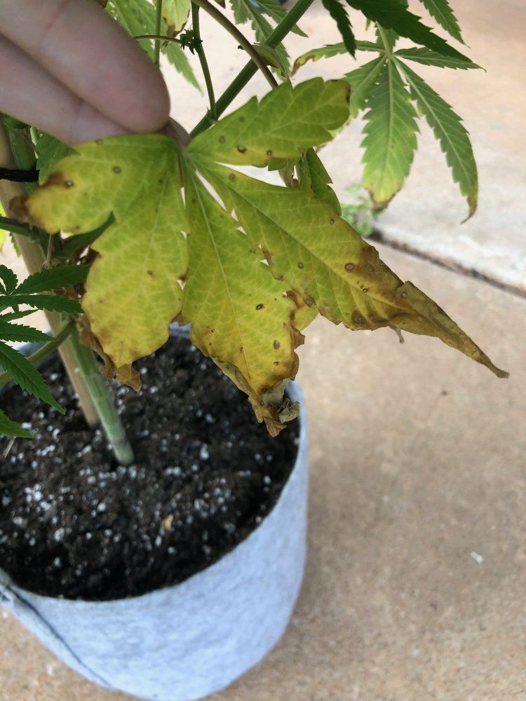 Help with first grow in week 6 of flower   nute burn 3
