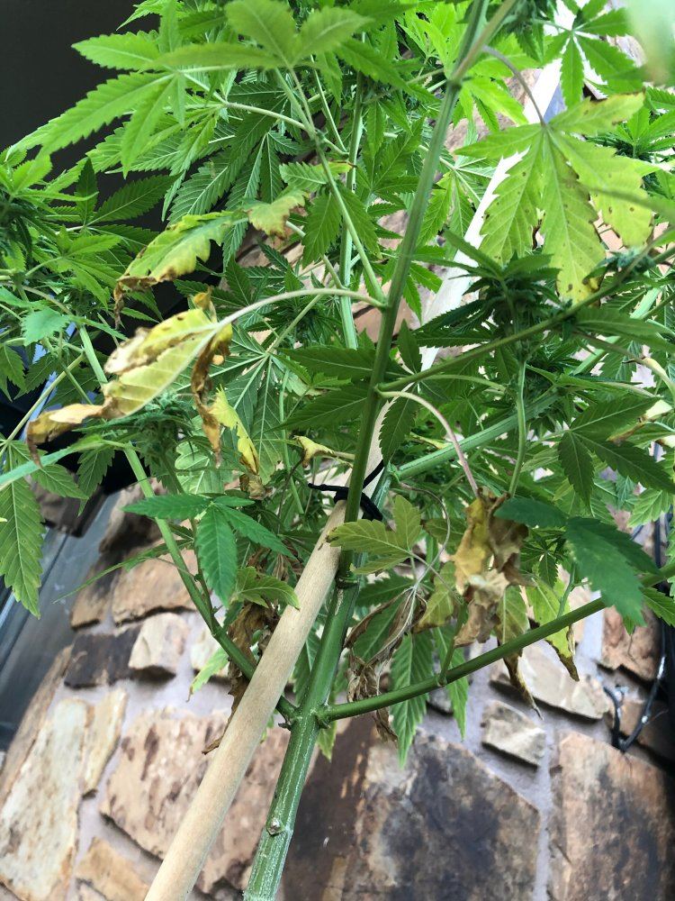 Help with first grow in week 6 of flower   nute burn 4