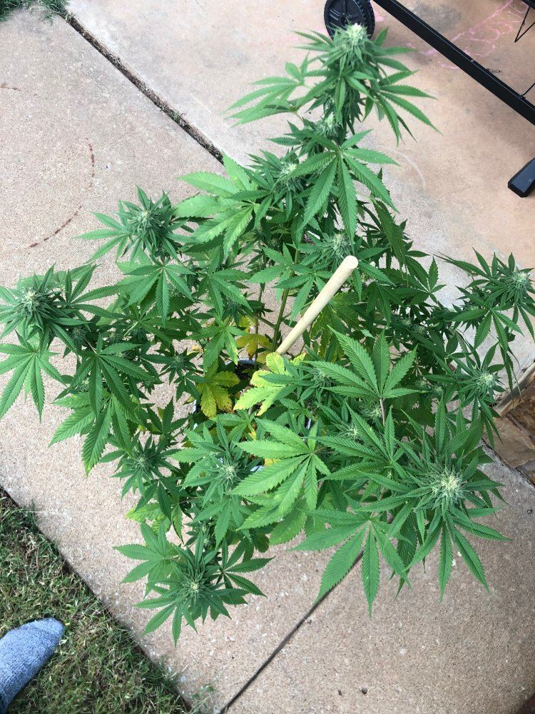 Help with first grow in week 6 of flower   nute burn